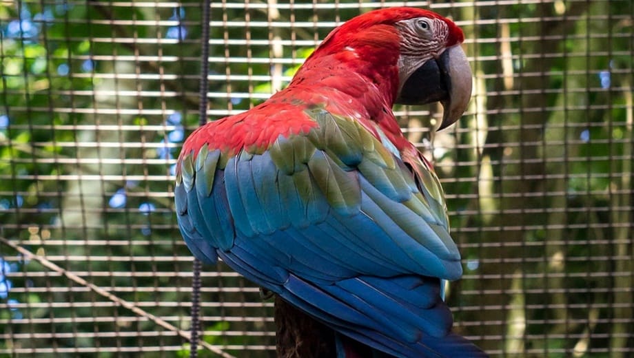 Parque-das-Aves-Cataratas-Iguaçu-2